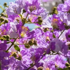 Willemse France Arbres Et Arbustes | - Lilas des indes violet - le pot / ø 9cm, vendu par lot de 2