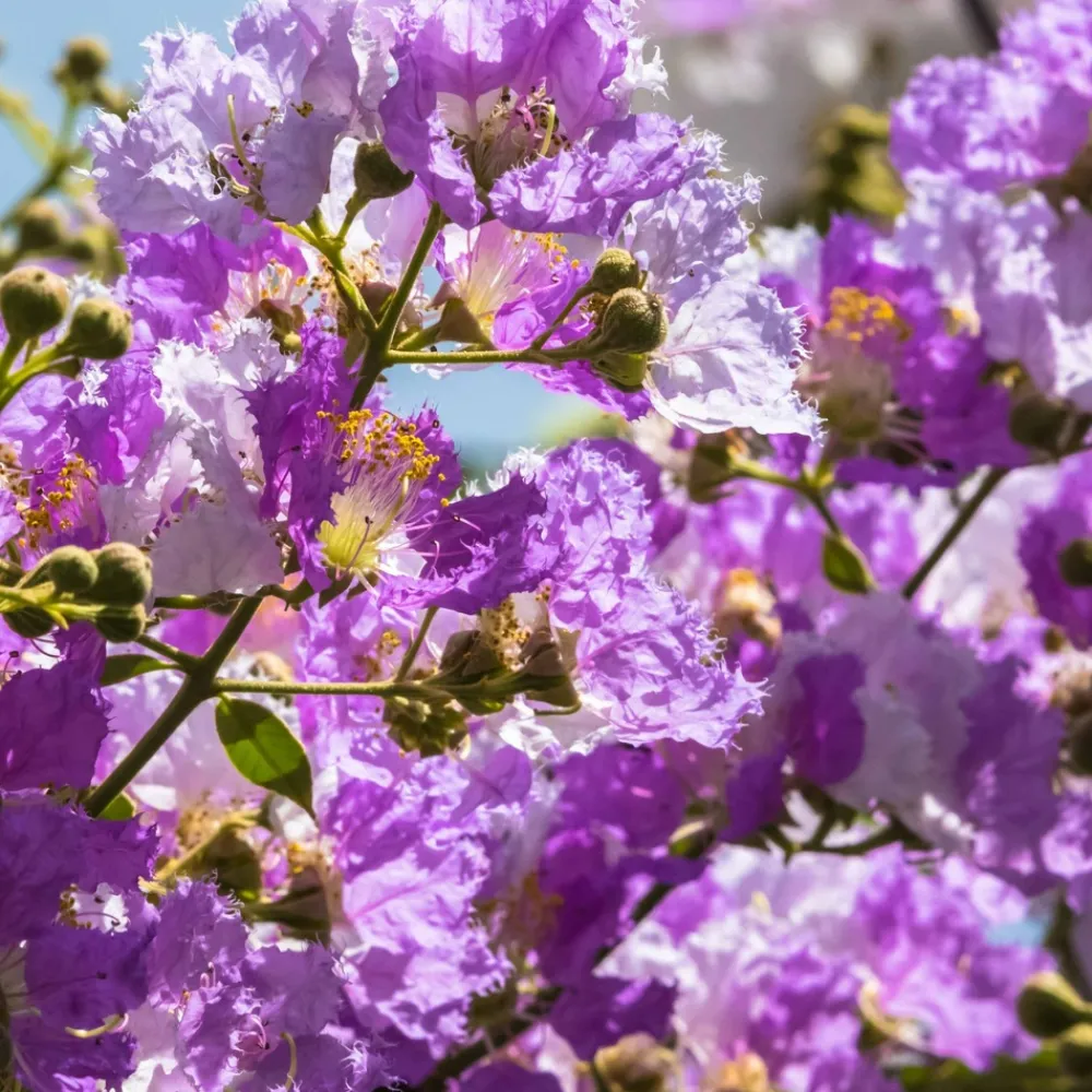 Willemse France Arbres Et Arbustes | - Lilas des indes violet - le pot / ø 9cm, vendu par lot de 2