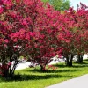 Willemse France - Lilas des indes rouge - le pot / ø 15cm / hauteur livrée 20-25cm, vendu par lot de 2 Sale