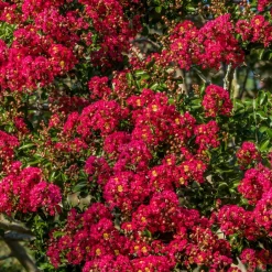 Willemse France - Lilas des indes rouge - le pot / ø 15cm / hauteur livrée 20-25cm, vendu par lot de 2 Sale