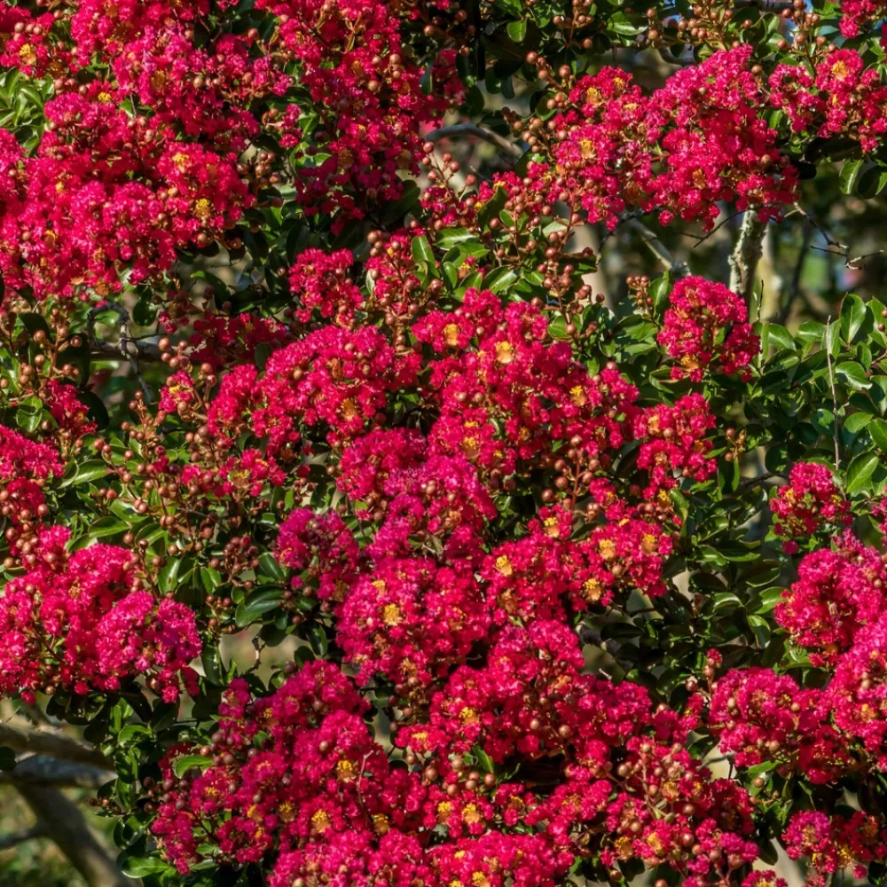Willemse France - Lilas des indes rouge - le pot / ø 15cm / hauteur livrée 20-25cm, vendu par lot de 2 Sale