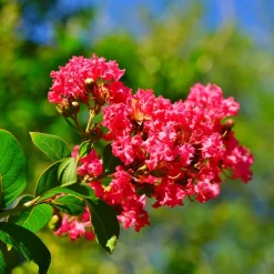 Willemse France - Lilas des indes rouge - le pot / ø 15cm / hauteur livrée 20-25cm, vendu par lot de 2 Sale