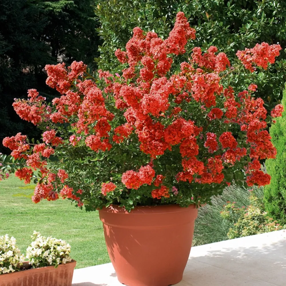 Willemse France - Lilas des indes rouge - le pot / ø 15cm / hauteur livrée 20-25cm, vendu par lot de 2 Sale