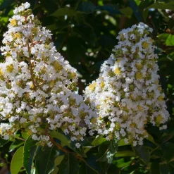 Willemse France - Lilas des indes blanc - le pot / ø 15cm / hauteur livrée 20-25cm, vendu par lot de 2