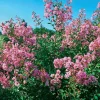 Willemse France - Lilas des indes petit pink - le pot / ø 9cm / hauteur livrée 20-25cm, vendu par lot de 2 New