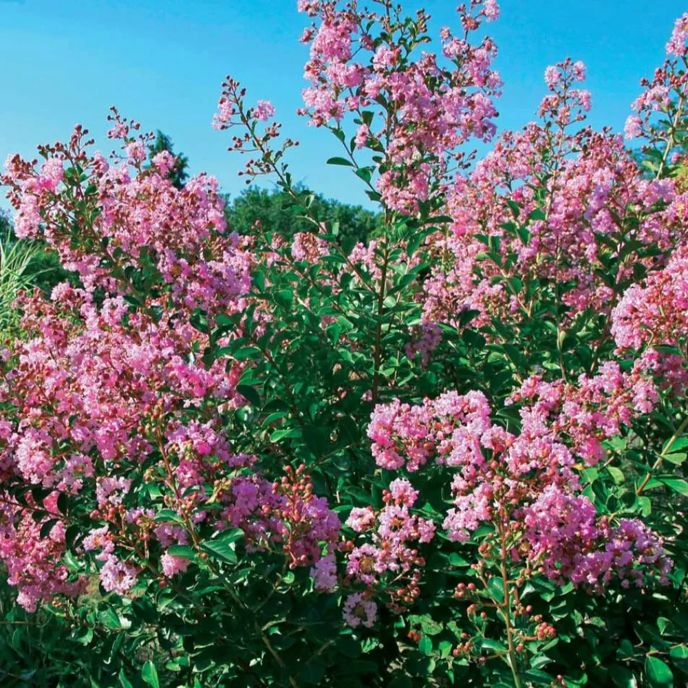 Willemse France - Lilas des indes petit pink - le pot / ø 9cm / hauteur livrée 20-25cm, vendu par lot de 2 New