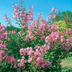 Willemse France - Lilas des indes petit pink - le pot / ø 9cm / hauteur livrée 20-25cm, vendu par lot de 2 New