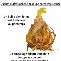 Willemse France Bulbes De Fleurs | - 4 lis ot en mélange - le sachet de 4 bulbes / circonférence 12-14cm, vendu par lot de 2