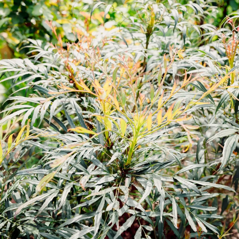 Willemse France - Mahonia confusa narihira - le godet / ø 9cm Best
