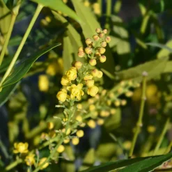 Willemse France - Mahonia confusa narihira - le godet / ø 9cm Best
