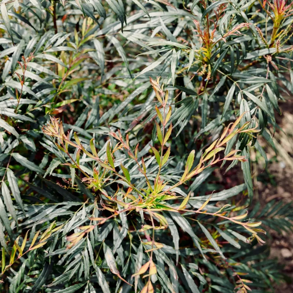 Willemse France - Mahonia confusa narihira - le godet / ø 9cm Best