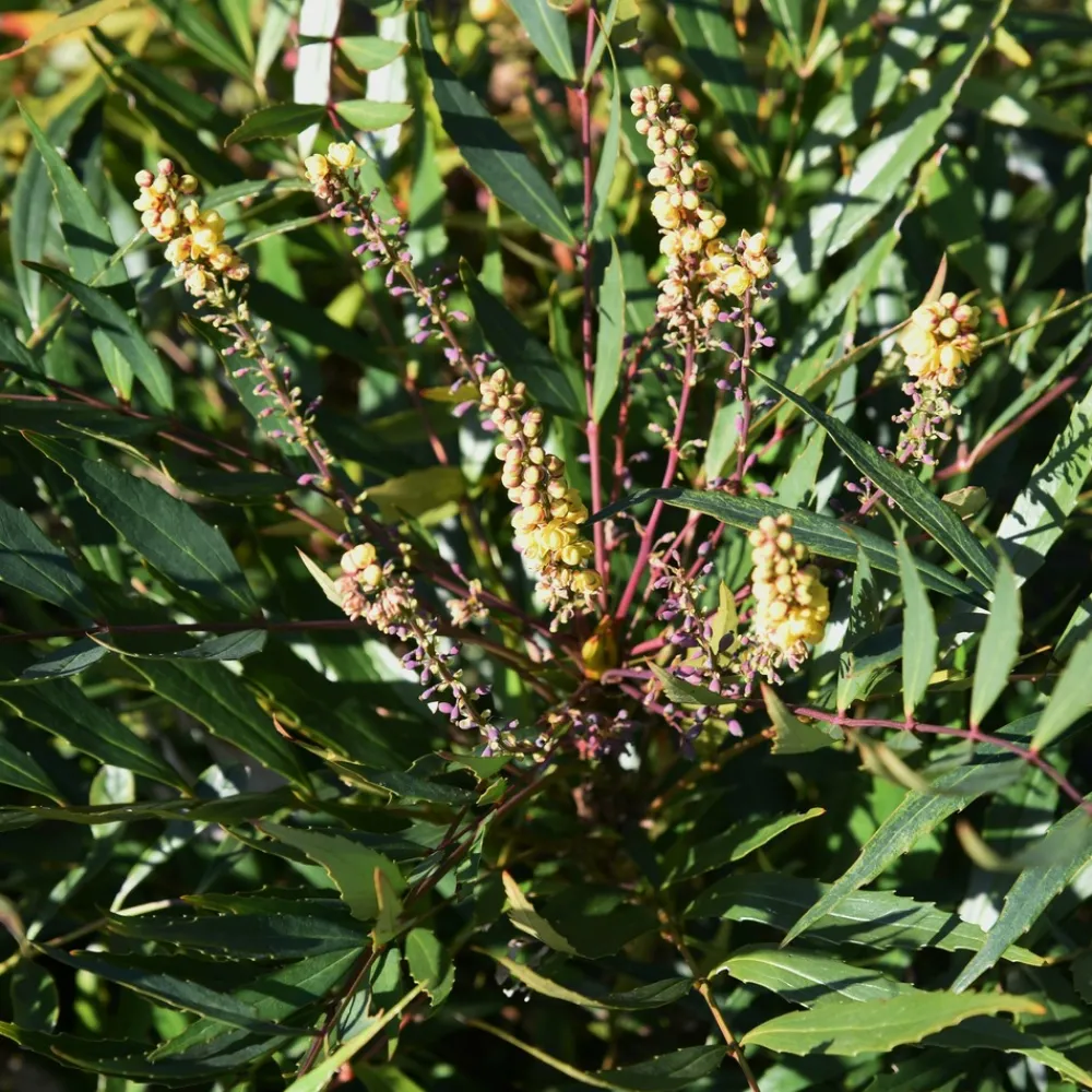 Willemse France - Mahonia confusa narihira - le godet / ø 9cm Best
