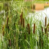 Willemse France Plantes De Bassin | - Massette à feuilles étroites - le pot / ø 9cm