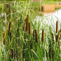 Willemse France Plantes De Bassin | - Massette à feuilles étroites - le pot / ø 9cm