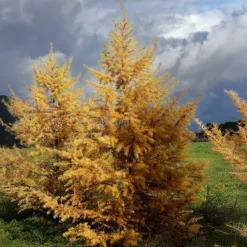 Willemse France Arbres Et Arbustes | - Mélèze du japon - le pot / 2l / hauteur livrée 80-100cm, vendu par lot de 2