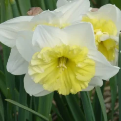 Willemse France - 5 narcisses à grande couronne ice follies - le sachet de 5 bulbes / circonférence 14-16cm, vendu par lot de 2 Discount