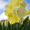 Willemse France - 7 narcisses à grande couronne avalon - le sachet de 7 bulbes / circonférence 14-16cm, vendu par lot de 2 Best
