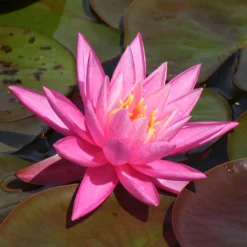 Willemse France - Nénuphar rose arey - le pot / ø 9cm Clearance