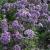 Willemse France Plants De Légumes Et Aromatiques | - Origan rosenkuppel - le pot / ø 9cm, vendu par lot de 2