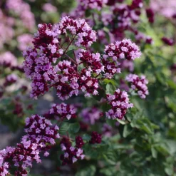 Willemse France Plants De Légumes Et Aromatiques | - Origan rosenkuppel - le pot / ø 9cm, vendu par lot de 2