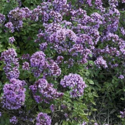 Willemse France Plants De Légumes Et Aromatiques | - Origan rosenkuppel - le pot / ø 9cm, vendu par lot de 2