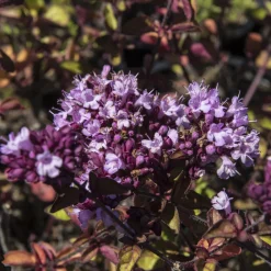 Willemse France Plants De Légumes Et Aromatiques | - Origan rosenkuppel - le pot / ø 9cm