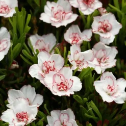 Willemse France Bulbes De Fleurs | - 5 oxalis double pink wonder - le sachet de 5 bulbes / calibre i, vendu par lot de 6