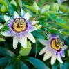 Willemse France - Passiflore bleue - le pot / ø 9cm, vendu par lot de 2 Online