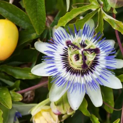 Willemse France - Passiflore bleue - le pot / ø 9cm Best