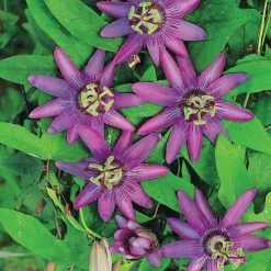 Willemse France Plantes Grimpantes | - Passiflore lavender lady - le pot / 2l / hauteur livrée 40-50cm
