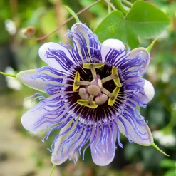 Willemse France Plantes Grimpantes | - Passiflore purple rain - le pot / 2l / hauteur livrée 40-50cm, vendu par lot de 2