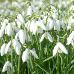Willemse France - 25 perce-neige simples - le sachet de 25 bulbes / circonférence 4-5cm, vendu par lot de 4 Discount