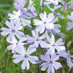 Willemse France - Phlox mousse emerald cushion blue - le pot / ø 9cm, vendu par lot de 2