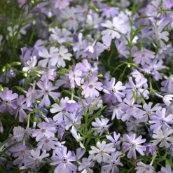 Willemse France - Phlox mousse emerald cushion blue - le pot / ø 9cm, vendu par lot de 2