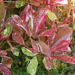 Willemse France - Photinia fraseri louise - le pot / ø 9cm Outlet
