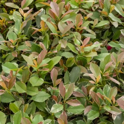 Willemse France - Photinia fraseri louise - le pot / ø 9cm Outlet