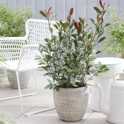 Willemse France - Photinia fraseri louise - le pot / ø 9cm Outlet