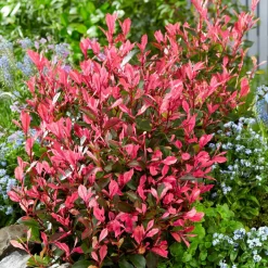 Willemse France Plantes De Haies | - Photinia fraseri little fenna - le pot / 4l