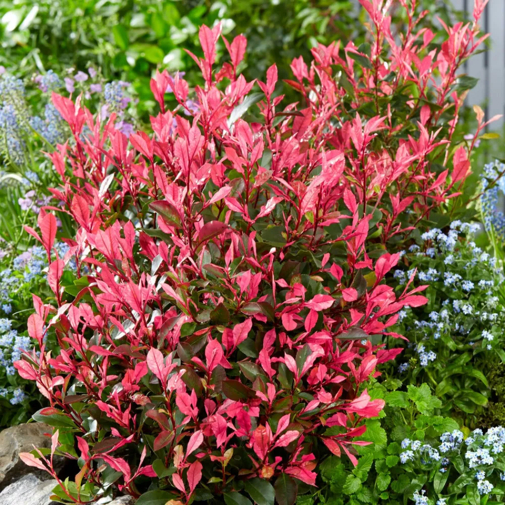 Willemse France Plantes De Haies | - Photinia fraseri little fenna - le pot / 4l