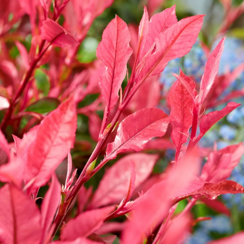 Willemse France Plantes De Haies | - Photinia fraseri little fenna - le pot / 4l