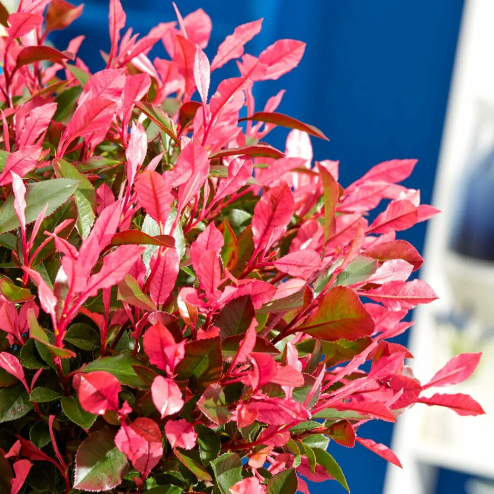 Willemse France Plantes De Haies | - Photinia fraseri little fenna - le pot / 4l