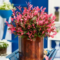 Willemse France Plantes De Haies | - Photinia fraseri little fenna - le pot / 4l