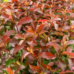 Willemse France - Photinia fraseri camilvy - le pot / 2l / hauteur livrée 25-30cm, vendu par lot de 2 Discount