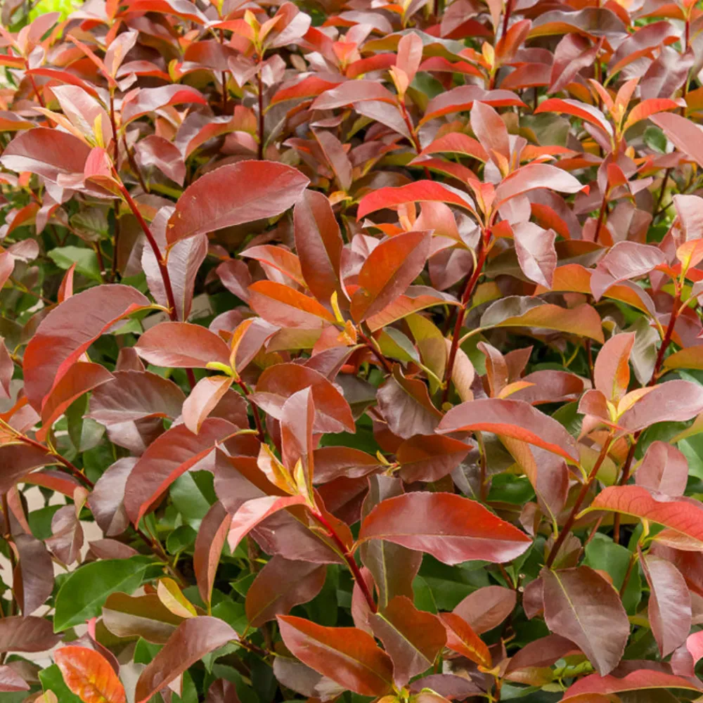 Willemse France - Photinia fraseri camilvy - le pot / 2l / hauteur livrée 25-30cm, vendu par lot de 2 Discount