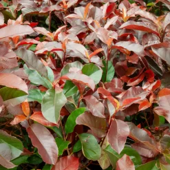 Willemse France - Photinia fraseri camilvy - le pot / 2l / hauteur livrée 25-30cm, vendu par lot de 2 Discount