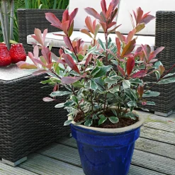 Willemse France - Photinia pink marble - le pot / 2l / hauteur livrée 30-40cm, vendu par lot de 2 Outlet