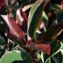 Willemse France - Photinia pink marble - le pot / 2l / hauteur livrée 30-40cm, vendu par lot de 2 Outlet