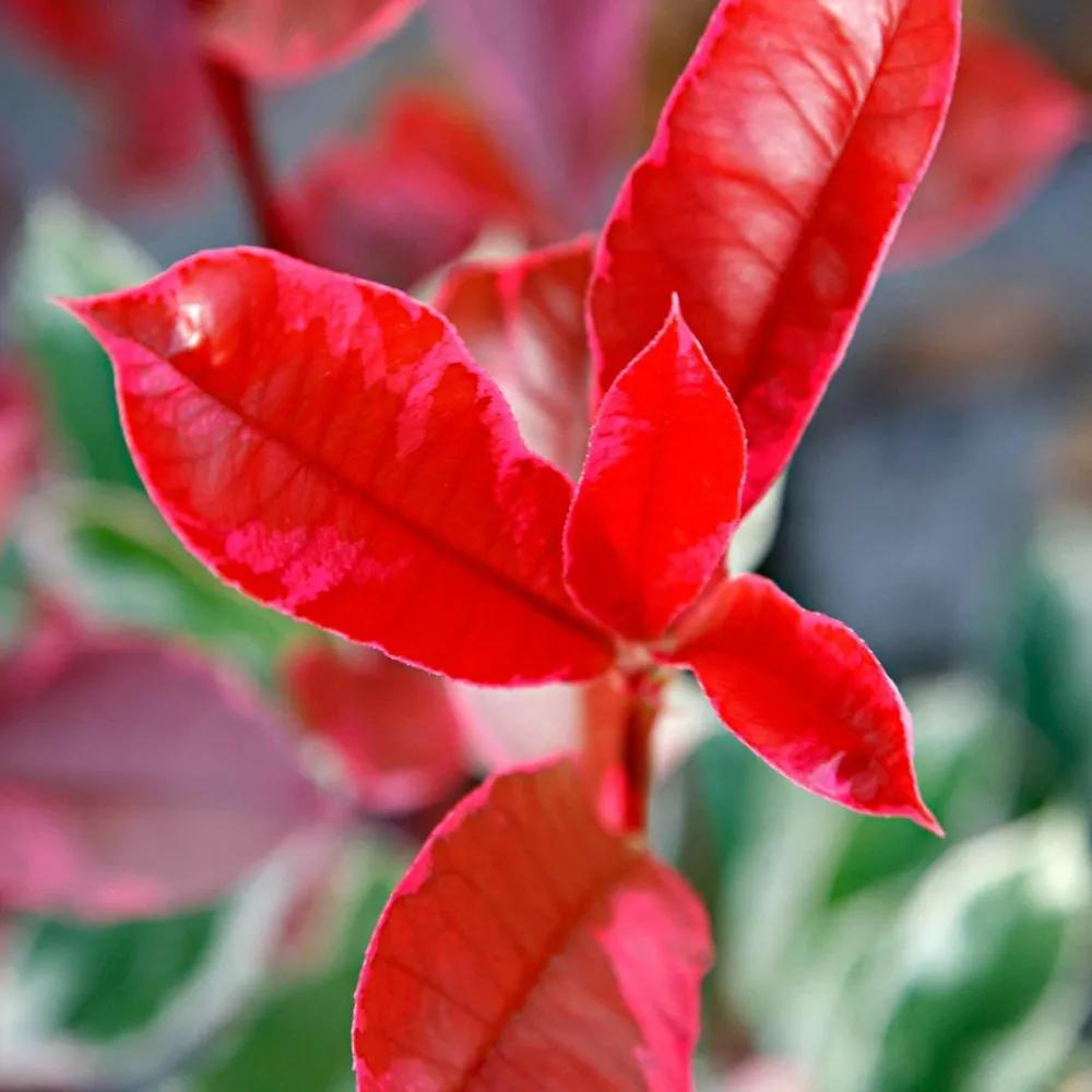 Willemse France - Photinia pink marble - le pot / 2l / hauteur livrée 30-40cm, vendu par lot de 2 Outlet