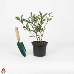 Willemse France - Photinia pink marble - le pot / 2l / hauteur livrée 30-40cm, vendu par lot de 2 Outlet