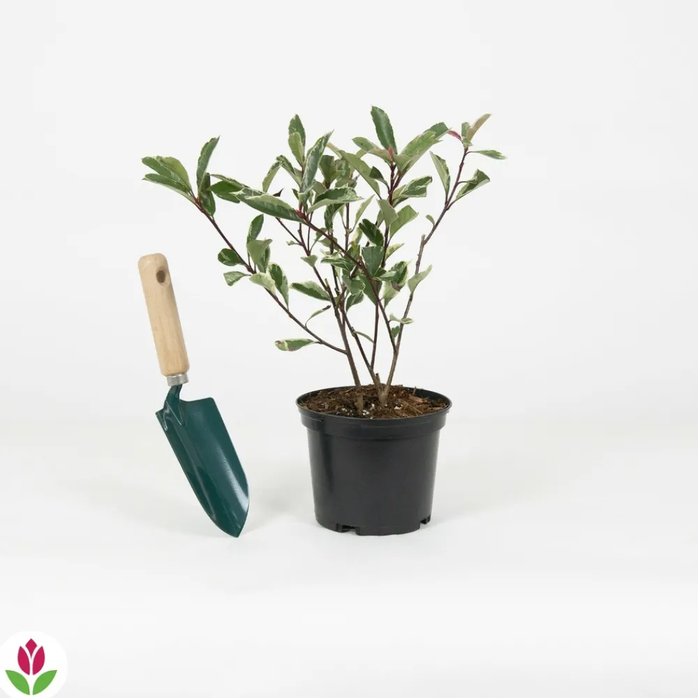 Willemse France - Photinia pink marble - le pot / 2l / hauteur livrée 30-40cm, vendu par lot de 2 Outlet